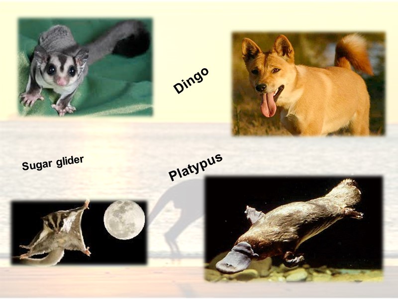 Dingo Platypus Sugar glider